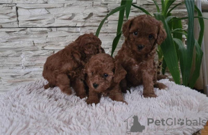 Additional photos: Toy red poodle puppies for sale