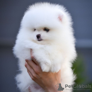 Photo №3. pomeranian. Germany