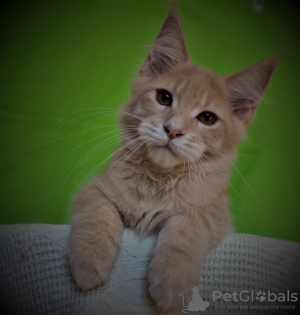 Photo №1. maine coon - for sale in the city of Sevastopol | 256$ | Announcement № 7817