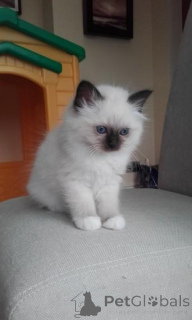 Photo №1. donskoy cat - for sale in the city of Alajärvi | 361$ | Announcement № 172414