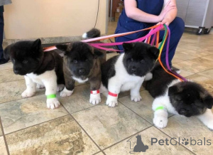 Photo №1. akita - for sale in the city of Espoo | negotiated | Announcement № 175134