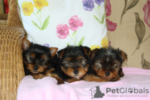 Photo №1. yorkshire terrier - for sale in the city of Leipzig | 581$ | Announcement № 123057