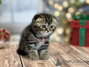 Photo №1. scottish fold - for sale in the city of New York | 280$ | Announcement № 100497