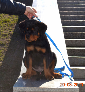 Photo №2 to announcement № 5700 for the sale of rottweiler - buy in Ukraine from nursery, breeder