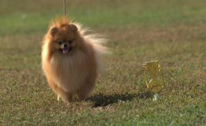 Photo №3. Male Pomeranian in Ukraine. Announcement № 4915