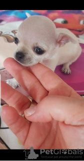 Photo №2 to announcement № 70397 for the sale of chihuahua - buy in Serbia breeder