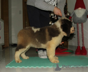 Photo №2 to announcement № 17921 for the sale of st. bernard - buy in Russian Federation private announcement