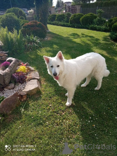 Photo №1. berger blanc suisse - for sale in the city of Targowiska | 898$ | Announcement № 106388