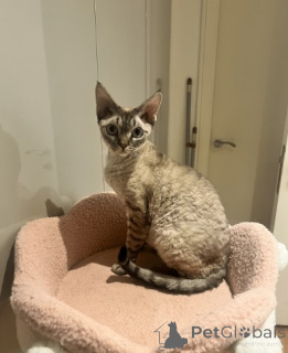 Photo №1. devon rex - for sale in the city of Frankfurt | 929$ | Announcement № 160321