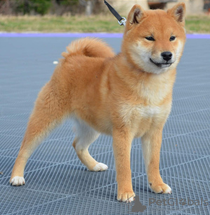 Photo №2 to announcement № 92827 for the sale of shiba inu - buy in Serbia breeder