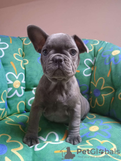 Photo №1. french bulldog - for sale in the city of Ostrava | Is free | Announcement № 83173