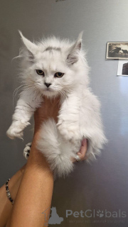 Photo №2 to announcement № 156650 for the sale of maine coon - buy in Germany breeder
