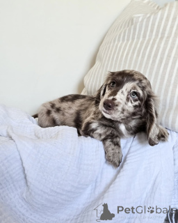 Photo №1. non-pedigree dogs - for sale in the city of Arrondissement de Berchtesgaden-Campagne | 706$ | Announcement № 152208