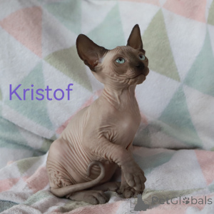 Photo №2 to announcement № 150570 for the sale of sphynx cat - buy in Latvia private announcement