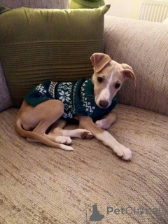 Photo №1. whippet - for sale in the city of Aizlingen | 516$ | Announcement № 157825