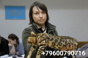 Photo №3. Very beautiful, affectionate Bengal cat. Russian Federation