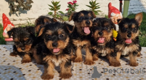 Photo №1. yorkshire terrier - for sale in the city of Loznica | negotiated | Announcement № 109708