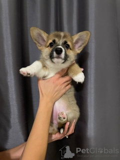 Photo №4. I will sell welsh corgi in the city of Warsaw. private announcement - price - Is free