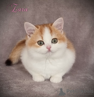 Photo №2 to announcement № 76890 for the sale of burmilla shorthair - buy in Germany breeder