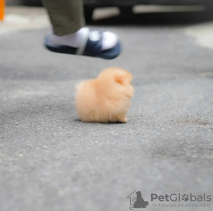 Photo №3. Lovely Pomeranian puppies ready for adoption in Poland