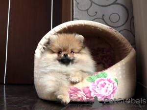 Additional photos: Pomeranian Girl, Orange Sable