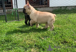 Photo №2 to announcement № 18627 for the sale of french bulldog - buy in United States private announcement