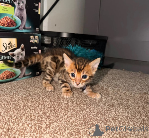 Photo №1. bengal cat - for sale in the city of Lörrach | 361$ | Announcement № 177595