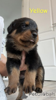 Photo №2 to announcement № 154066 for the sale of rottweiler - buy in Belgium private announcement