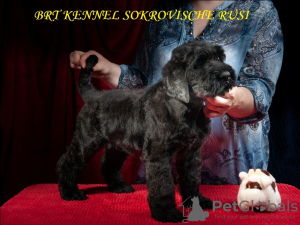 Photo №4. I will sell black russian terrier in the city of Kiev. from nursery, breeder - price - negotiated