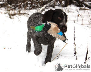 Photo №1. german wirehaired pointer - for sale in the city of Reszel | 1057$ | Announcement № 89162