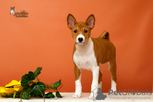 Photo №4. I will sell basenji in the city of Bobruisk. from nursery - price - negotiated