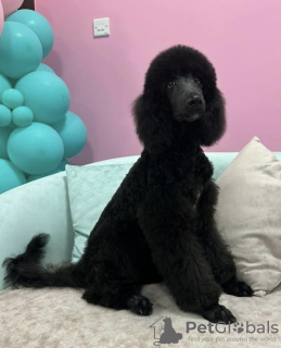 Photo №2 to announcement № 105203 for the sale of poodle (royal) - buy in Germany breeder