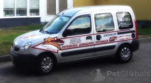 Photo №3. Delivery of pets in Minsk and Belarus in Belarus