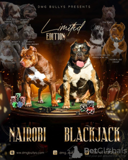 Photo №4. I will sell american bully in the city of Belgrade. breeder - price - negotiated