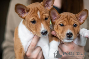 Photo №1. basenji - for sale in the city of Чачак | negotiated | Announcement № 94209