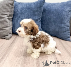 Photo №2 to announcement № 166140 for the sale of havanese dog - buy in Finland private announcement