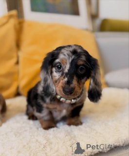 Photo №3. Adorable Long-Haired Dachshund Puppy for Sale Healthy, Playful & Family Raised. Germany
