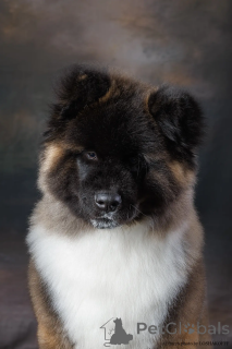 Photo №3. American Akita puppy (longhair). Russian Federation