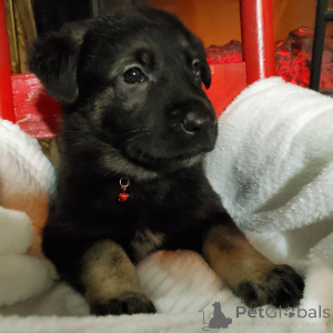 Photo №3. Vixen German Shepherd Male 9 weeks old Ready to go home. Germany