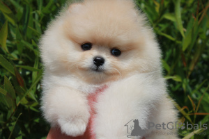 Photo №1. pomeranian - for sale in the city of Grodno | 1784$ | Announcement № 7494
