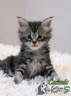 Photo №3. Gorgeous kitten Cosmic. Russian Federation
