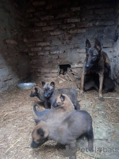 Photo №4. I will sell malinois in the city of Werbass.  - price - 310$