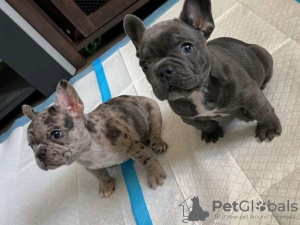 Photo №2 to announcement № 82170 for the sale of french bulldog - buy in Sweden 
