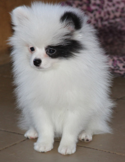 Photo №2 to announcement № 1411 for the sale of pomeranian - buy in Russian Federation from nursery, breeder