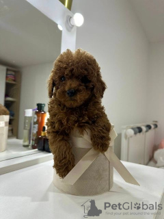 Additional photos: Toy Poodle, puppies of the highest quality