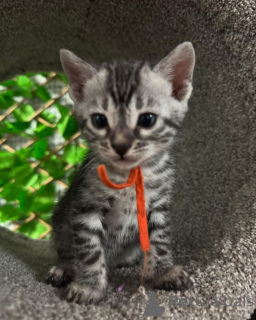 Photo №1. bengal cat - for sale in the city of Kotka | 706$ | Announcement № 152945