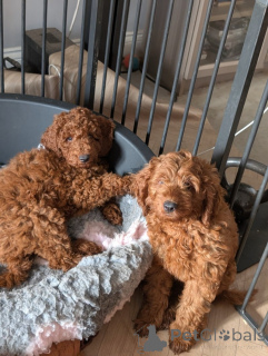 Photo №2 to announcement № 172805 for the sale of labradoodle, labrador retriever - buy in Germany private announcement