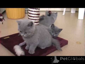 Photo №1. british shorthair - for sale in the city of Aarbergen | negotiated | Announcement № 159559