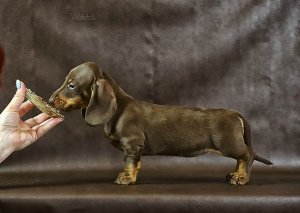 Photo №1. dachshund - for sale in the city of Voronezh | 768$ | Announcement № 5628