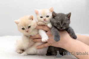 Photo №1. british shorthair - for sale in the city of Berlin | negotiated | Announcement № 171102